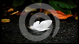 White feather on the ground.