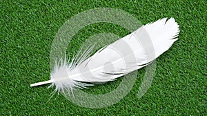 A white feather on the ground.