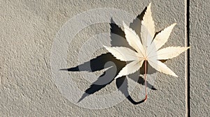 A maple leaf on a wall.