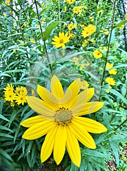 Dwarf sunflowers wild II