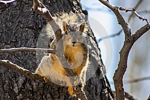 Curious Squirrel in a Tree