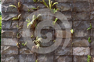 stone wall with ferns growing in the cracks