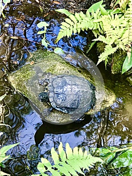 The turtle on the rock