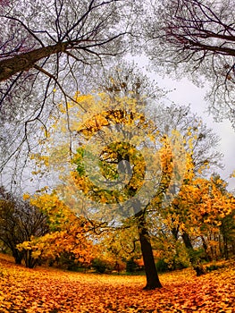 The image shows a tree in full autumn splendor, surrounded by a ground covered in fallen leaves