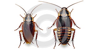 Two cockroaches on a white background, ai generated