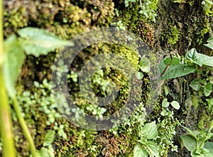 The image shows a vibrant green moss and small plants growing on a textured, earthy surface.