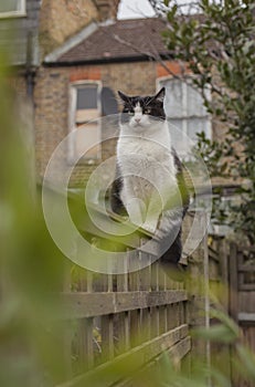 Sweepy - a white and black fluffy cat on a wooden fence in a garden in London. photo