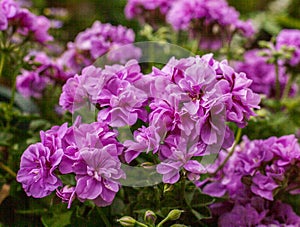 Flowers in a garden in London, England - a sunny day, summer 2018.