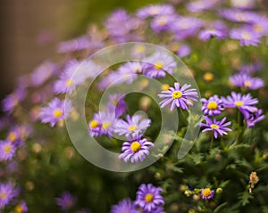 Flowers in a garden in London - a sunny day, summer 2018.