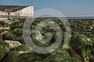 Seven Sisters and Beachy Head cliffs, England - green seaweed.