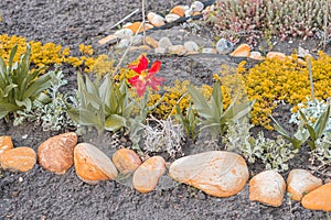 Image shows a well-tended garden bed with a mix of fern-like plants, lily-like flowers yellow and red, arranged neatly photo