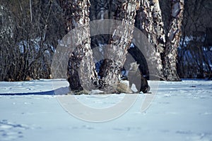 Winter landscape view of a cute gray tabby cat looking to jump up a birch tree