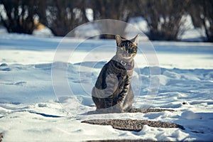 Winter landscape view of a cute gray tabby cat sitting on a snow covered ground and  looking at the camera