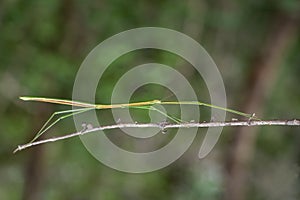 Image of a siam giant stick insect on the branch on nature background. Insect. Animal photo