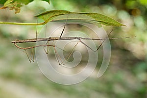 Image of a siam giant stick insect on leaves.