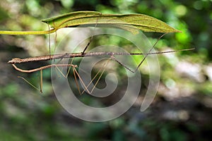 Image of a siam giant stick insect on leaves.