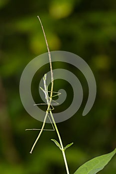 Image of a siam giant stick insect on nature background. Insect