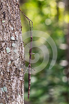 Image of a siam giant stick insect on the tree. Insect