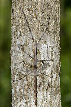 Image of a siam giant stick insect on the tree. Insect