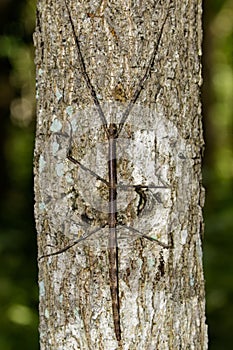 Image of a siam giant stick insect on the tree. Insect