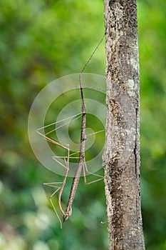 Image of siam giant stick insect on tree on nature background.