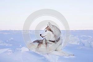 Image of Siberian husky is on the ice floe of the frozen sea