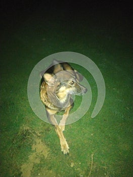 This image silence dog