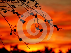 Image of silhouettes of beechnuts during sunset