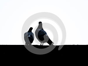 Image of silhouettes from doves with white background