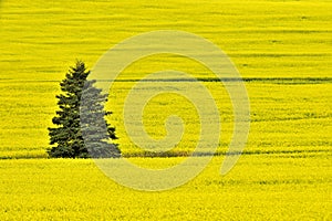 Pine Tree and Canola Field
