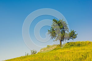 Image of single tree over blue sky background