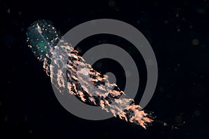 Image of a siphonophore at night.