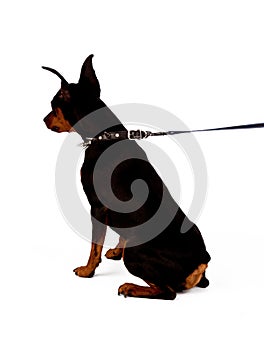 Image of sitting dog