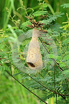 Image of skylark nests.