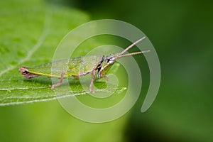 Image of Slant-faced or Gaudy Grasshopper on nature background.