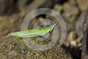 Image of Slant-faced or Gaudy grasshopper on the rocks.