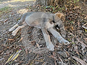 Image of sleeping puppy