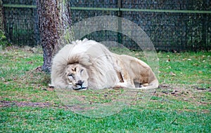 Image of a sleeping white lion on a tree