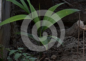 This is an image of small areca plant .