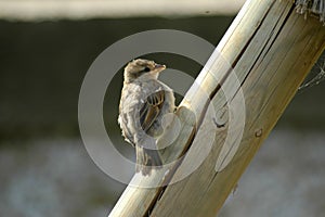 Small bird perched on a wooden log on the outskirts of the city photo