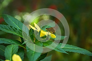 Image of Small Branded Swift feeding nectar from yellow alder flower