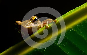 Image of small frog