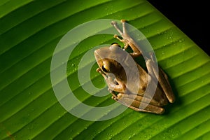 Image of small frog