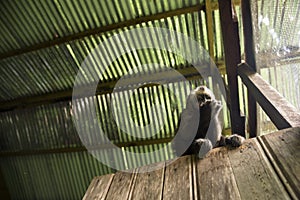 Image of a small monkey from Peruvian jungle.