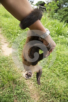 Image of a small monkey from Peruvian jungle.