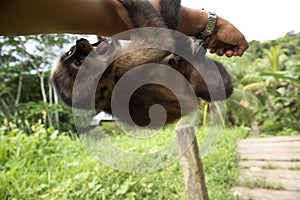 Image of a small monkey from Peruvian jungle.