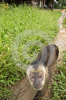 Image of a small monkey from Peruvian jungle.