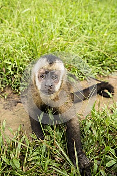 Image of a small monkey from Peruvian jungle.