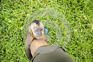 Image of a small monkey from Peruvian jungle.