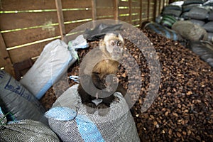 Image of a small monkey from Peruvian jungle.